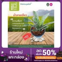 ราคา ต้นสับปะรดสี เขาขาว จ.สตูล (10154796477)