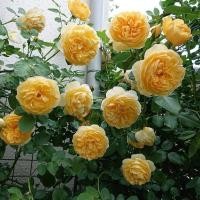 ราคา เกรแฮม โทมัส(Graham Thomas) กุหลาบเลื้อยอังกฤษ สีเหลือง (49607243165)