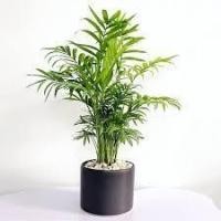 ราคา กระถางต้นหมาก – ระเบียงสีเขียวเย็นและตกแต่งโต๊ะ | Thuy Ngheen Nature Decor (49154954115)