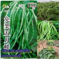ราคา 20 เมล็ด เมล็ดถั่วฝักยาวเขียวพันธุ์พุ่มไร้ค้าง (ปลูกง่าย ไม่ต้องทำค้าง ดูแลง่าย ออกฝักดก ฝักยาวสีเขียว รสชาติหวานกรอบ) (41102452938)
