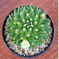 ราคา Cake Cactus Farm กระบองเพชร Mammillaria camptotricha cv. Bru แมมแคมโตไตรช่า (11019032729)