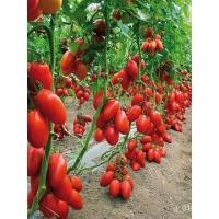 ราคา เมล็ด ใหม่็ด เพาะเทศ เชอรี่ สวีทเกิร์ล ( Red Cherry Tomato Sweet Girl Seed ) บรรจุ 20 ใหม่็ด ทรงรี (21779032368)