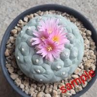 ราคา Lophophora fricii VM 680 เพาะเมล็ด (21757659949)