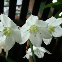 ราคา 1 หัวใหญ่ ว่านมหาบัว ดอกขาว Crinum moorei ดอกสวย ไม้มงคล (9864367752)