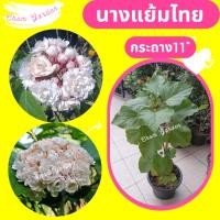 ราคา ต้นนางแย้มไทย กระถาง 11 นิ้ว (9417946378)