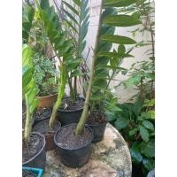ราคา กวักมรกตเขียว (Zamioculcas zamiifolia) เป็นไม้มงคลเชื่อว่ากวักเงินกวักทองและโชคลาภเข้าบ้าน (52306804293)