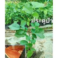 ราคา ประดู่ป่าไม้เเข็งเนื้อไม้ราคาเเพง ขนาด35-50 ซม.ต้นกล้าเเข็งแรงพร้อมปลูก (8189558855)
