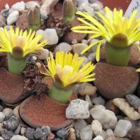 ราคา 20 เมล็ด ไลทอป กระบองเพชร ไม้อวบน้ำ กุหลาบหิน แคคตัส Living Stone Lithops สายพันธุ์ lesliei (50759017248)