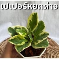 ราคา ต้นเปเปอร์หยกด่าง ไม้มงคล (18777357769)