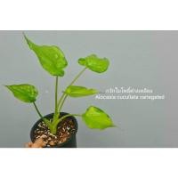 ราคา ต้นนางกวักด่าง กวักใบโพธิ์ด่างเหลือง Alocasia cucullata variegated ได้ต้นในภาพเลยคะ (10927853195)