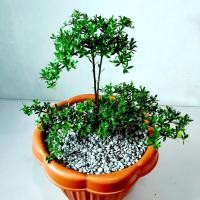 ราคา 20 เมล็ด หูกระจง หูกระจง Terminalia ivorensis หูกระจงแคระ (8275616856)