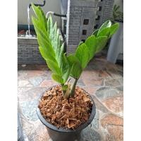 ราคา กวักมรกต ไม้มงคล ไม้ฟอกอากาศ (10202607142)
