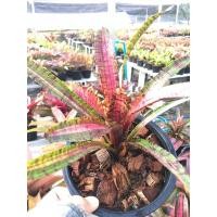ราคา ฮอตเอ็มไพร์#สับปะรดสี#bromeliad# ต้นไม้สวยงาม# ไม้ประดับ# ตกแต่งบ้าน#bromeliad# ไม้ประดับ# ไม้มงคล# ขายถูก (7870210218)
