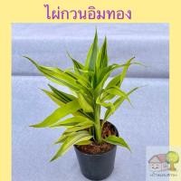 ราคา ไผ่กวนอิมทอง เงิน นำโชคใบสดสีสวย กระถางดำ 3 กระถางขาว 4 นิ้ว (8543878987)