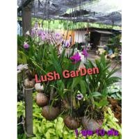 ราคา ต้นกล้วยไม้หวายแคระในเปลือกหอย 1 ชุด 10 ต้น (4057706291)