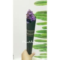 ราคา ช่อดอกสแตติสแห้ง ช่อปัจฉิม (9323917193)