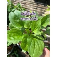 ราคา หญ้าเอ็นยืด หรือชีแต่เช้า ผักกาดน้ำ หมอน้อย เซียแต่เช้า กระถาง5นิ้ว (24136622269)