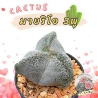 ราคา กระบองเพชรมายริโอ สติกมา 3 พูAstrophytum Myriostigma 3 ribs⭐แคคตัส กระบองเพชร cactus (27407636438)