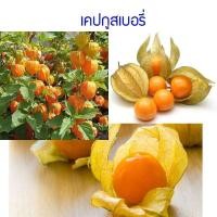 ราคา เมล็ดพันธุ์ เคปกูสเบอรี่ (Cape Gooseberry) 20 เมล็ด ปลูกง่าย ปลูกได้ทั่วไทย (7857506620)