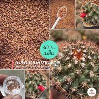 ราคา [ 300++ เมล็ด ] เมล็ดแมมหนามพิกุล #โคลนหนามแดง Mammillaria Mammillaris แคคตัส กระบองเพชร cactus&succulent (17030004456)