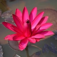 ราคา 5 เมล็ด เมล็ดบัว สีแดง เมล็ดพันธุ์บัว โลตัส วอเทอร์ลิลลี่ เม็ดบัว (Waterlily) Lotus seeds (15899256650)