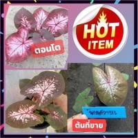 ราคา นางสวาหะบอนสีหวานสวย บอนเก่าหายากน่าสะสม พร้อมจัดส่งทั้งกระถาง (17305258494)