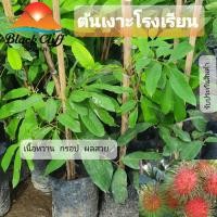 ราคา เงาะโรงเรียน ผลไม้ เงาะ ต้นไม้ สวนเขาหมาก (5456731985)