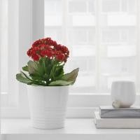 ราคา กระถางต้นไม้ สีขาว IKEA (13984718143)