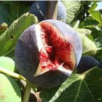 ราคา 10 เมล็ด มะเดื่อฝรั่ง Figs สายพันธุ์ Sultane มะเดื่อฝรั่ง ลูกฟิก (9675639440)
