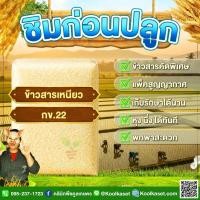 ราคา ข้าวสาร ชิมก่อนปลูก​​ ข้าวเหนียว กข.22 ข้าวใหม่ นุ่ม หอม เหนียวหนึบ ทานอร่อย 5-20 กก. คูลเกษตร ไรซ์ KS25 (55657737407)