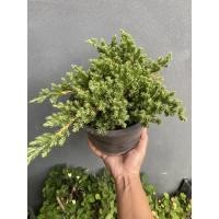 ราคา สนเลื้อยแคระ-สนจูนิเปอร์ ( Juniperus procumbens ) #กระถาง 8-11 นิ้ว (9826283501)