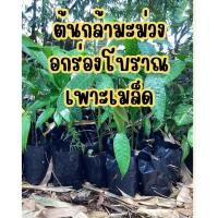 ราคา ต้นมะม่วงอกร่องโบราณ เพาะเมล็ด (42156360816)