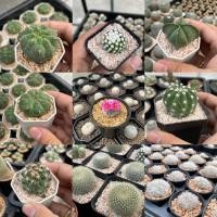 ราคา แคคตัส กรรบองเพชร ราคาเบาๆ อิชินอปซิส ,แมมโอรุกะไม้ญี่ปุ่น, ยิมโน,แอสโตรไฟตั้ม ,แมมขนนก, มาตูกาน่า ,แมมลูกกอล์ฟ และอื่นๆ (4680730211)
