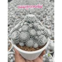ราคา แมมลูกกอล์ฟ ( Mammillaria humboldtii ) กระถาง 2 - 4 นิ้ว (21494687573)