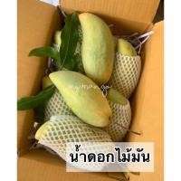 ราคา มะม่วงน้ำดอกไม้มัน แก่จัดลูกใหญ่เนื้อเยอะ สุกหวานมาก (7269019209)