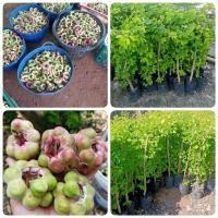 ราคา ต้นมะขามเทศพันธุ์ชมพูน้ำผึ้ง (22425468311)