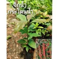 ราคา ต้นจิกน้ำ หรือ จิกนาหรือต้นสร้อยระย้า สูงประมาณ15-25 ซม ไม้มงคลดอกสวย,ไม้หยากใกล้สูญพันธุ์ (8368874207)