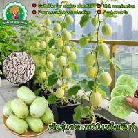 ราคา 10 เมล็ดเมล็ดพันธุ์แตงกวาขาวมินิเมล็ด Mini Cucumber Seeds Vegetable Seeds แตงกวามินิขาว เมล็ดพันธุ์ พันธุ์แตงกวามินิ (46700574168)