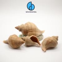 ราคา เปลือกหอยทาก Nucella Lambellosa - เปลือกหอยทากตกแต่งหลายขนาด - เปลือกหอยทากสวยงาม (54454878191)