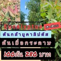 ราคา Eucalyptus ต้นกล้ายูคาลิปตัส ต้นเยื่อกระดาษ ขนาด 15-18 ซม 100 ต้น 280 บาท (55059362778)
