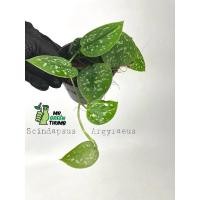 ราคา Scindapsus Argyraeus ลายจุดกระจายทั่วใบ (17403401493)