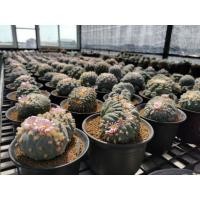 ราคา เมล็ดโลโฟ Lopho Fricii​ x Cristata​ (20316230201)