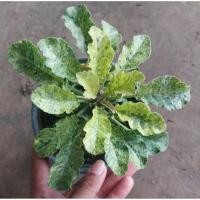 ราคา มะพร้าวทะเลทรายใบด่างเหลืองลูกผสม (27641684594)