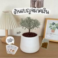ราคา ต้นเบญจมาศเงินพร้อมกระถางเบลล่า+ปุ๋ย+เม็ดดินเผาตกแต่ง วางตกแต่งบ้านน่ารักมาก (27309638851)