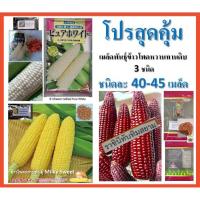 ราคา ชุดโปรสุดคุ้ม เมล็ดพันธุ์ข้าวโพดหวาน ทานดิบ 3 ชนิด ชนิดละกว่า 40-45 เมล็ด (1013749130)