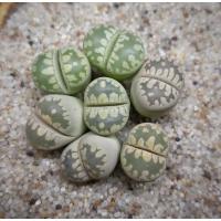 ราคา ไลทอป Lithops Otzeniana (ไลทอปฮิปโป) ขนาด 1.3 เซนติเมตร (10720378811)