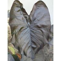 ราคา Colocasia Black Coral (13232076282)