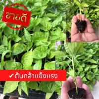 ราคา เก็บปลายทาง ต้นกล้าพร้อมปลูก ชุด 10 ต้น กล้าพริก ต้นกล้าพริก กล้าพริกเหลืองอินโด เหลืองพัทลุง พริกขาวชี รายได้เสริม (22783867522)