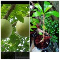 ราคา น้ำเต้าญี่ปุ่น(.Calabush tree..)หรือน้ำเต้าตันสูง30ซมขึ้นไปมีสรรพคุณทางสมุนไพร (18315533846)