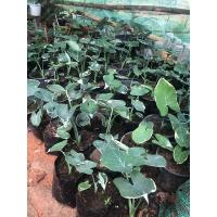 ราคา ต้นถุงเงินถุงทองนำโชค (14460783718)
